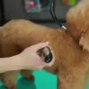 USB Rechargeable Pet Grooming Clipper – Low-Noise, Lithium Battery for Dogs & Cats, Suitable for All Hair Lengths